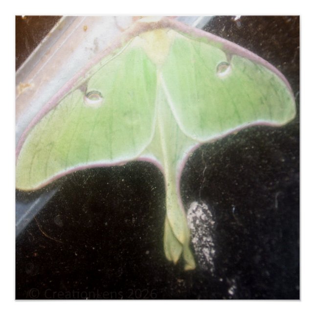 Poster Luna Moth Close-Up (Devant)