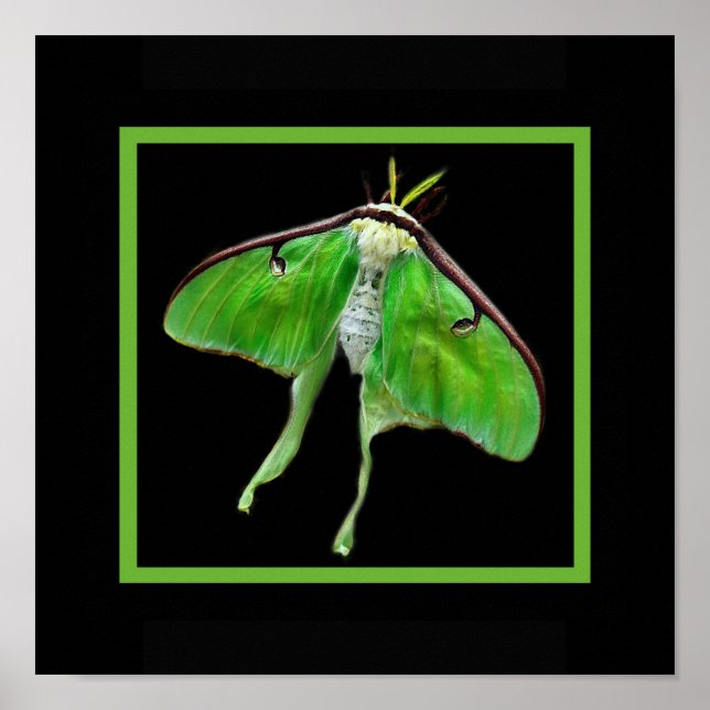 Poster lunablackvertique, LunaonBlackframe (Devant)