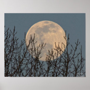 Poster Lune se lève au-dessus de l'affiche des arbres