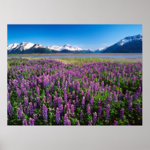 Poster Lupines en fleur   Kenai Mountains, Alaska