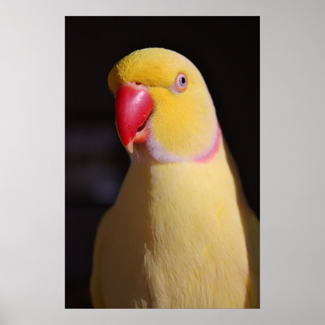 Poster Lutino Indian Ringneck Parakeet Beak (Devant)