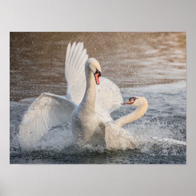Poster Lutter contre les cygnes (Devant)