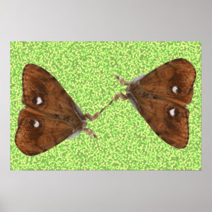 Poster Lutter contre les papillons de nuit