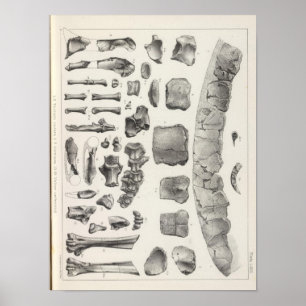 Poster LXVII Testudo, Vultur