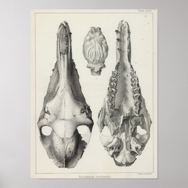 Poster LXXVI Procamelus occidentalis (Devant)
