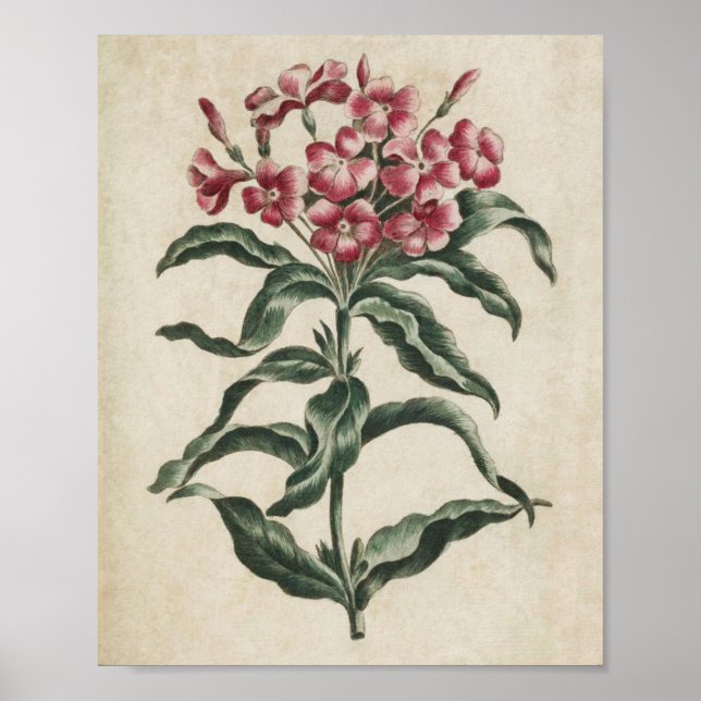 Poster Lychnidea vintage botanique (Devant)