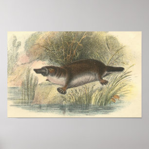 Poster Lydekker - dossier d'ornithorynque