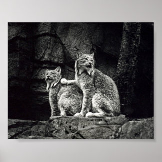 Poster Lynx