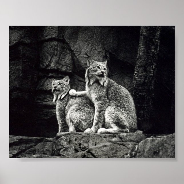 Poster Lynx (Devant)