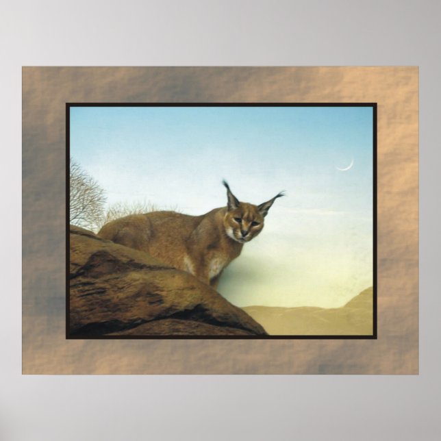 Poster Lynx (Devant)