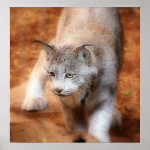 Poster Lynx canadienne