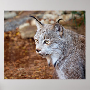 Poster Lynx canadienne