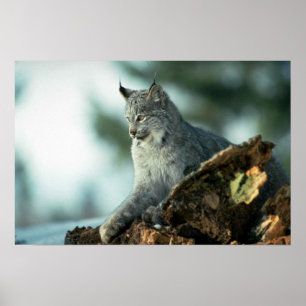Poster Lynx de Canada
