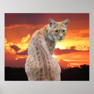 Poster Lynx de Floride avec un coucher de soleil magnifiq