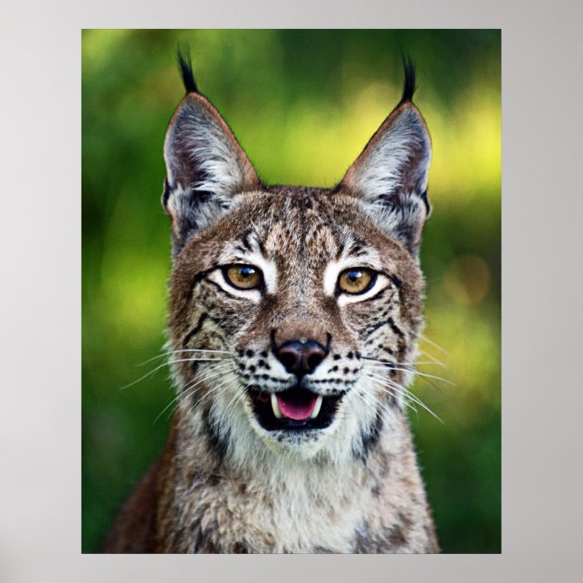 Poster Lynx de Sibérie - Souriant (Devant)