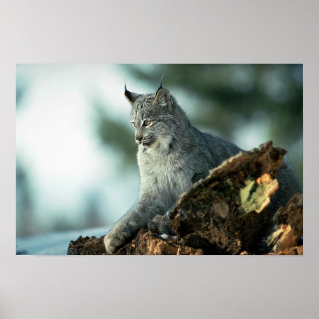 Poster lynx du Canada (Devant)