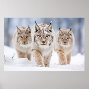 Poster Lynx Famille d'animaux errants Nature