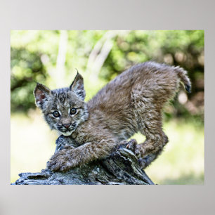 Poster Lynx Kitten