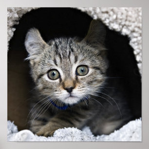 Poster Lynx Kitten
