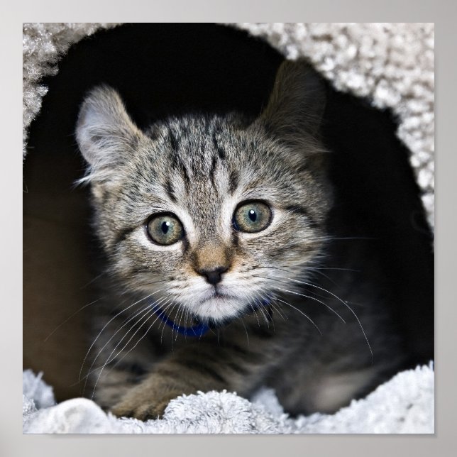Poster Lynx Kitten (Devant)