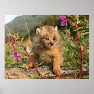 Poster Lynx Kitten, Canada, Alaska