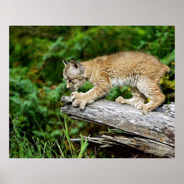 Poster Lynx Kitten canadien à la chasse (Devant)
