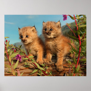 Poster Lynx Kittens, Canada, Alaska