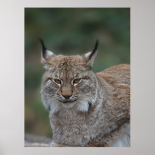 Poster Lynx Vous Regarde