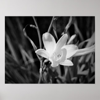 Poster Lys blancs