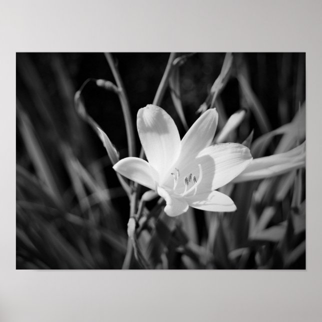 Poster Lys blancs (Devant)