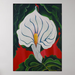 Poster Lys blancs