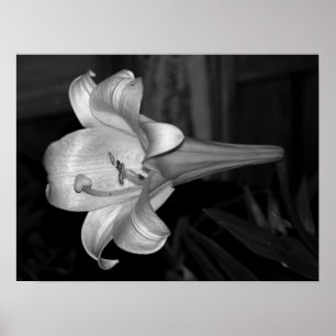 Poster Lys blancs