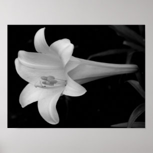Poster Lys blancs