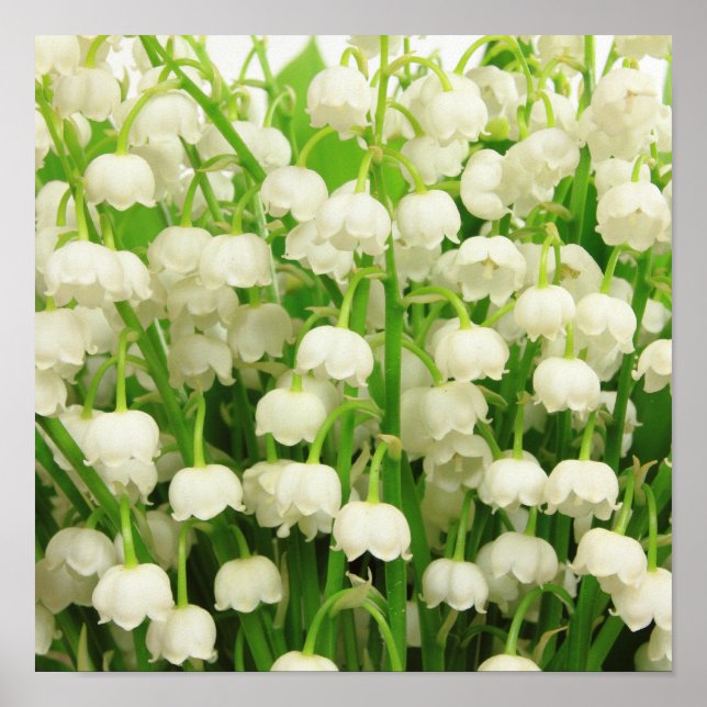 Poster Lys de la Vallée Fleurs de printemps (Devant)