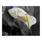 Lys de paix - Couleur sélective