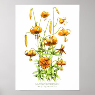 Poster Lys de tigre orange sauvage Imprimer