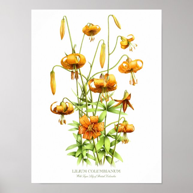 Poster Lys de tigre orange sauvage Imprimer (Devant)