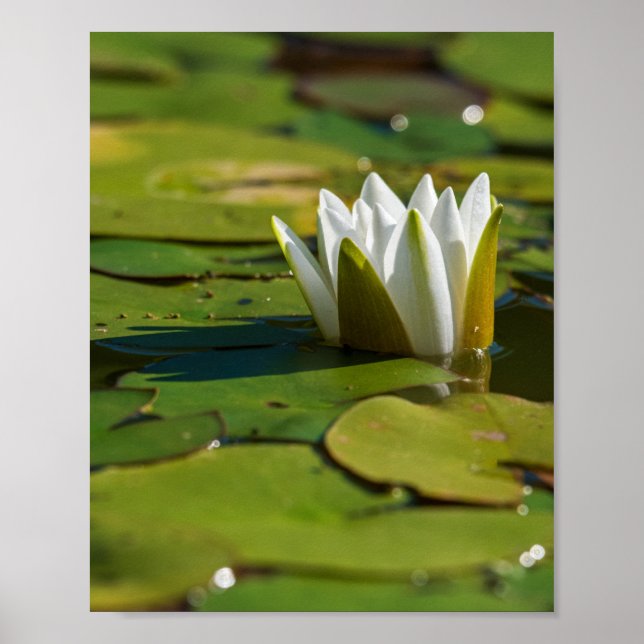 Poster Lys d'eau (Devant)