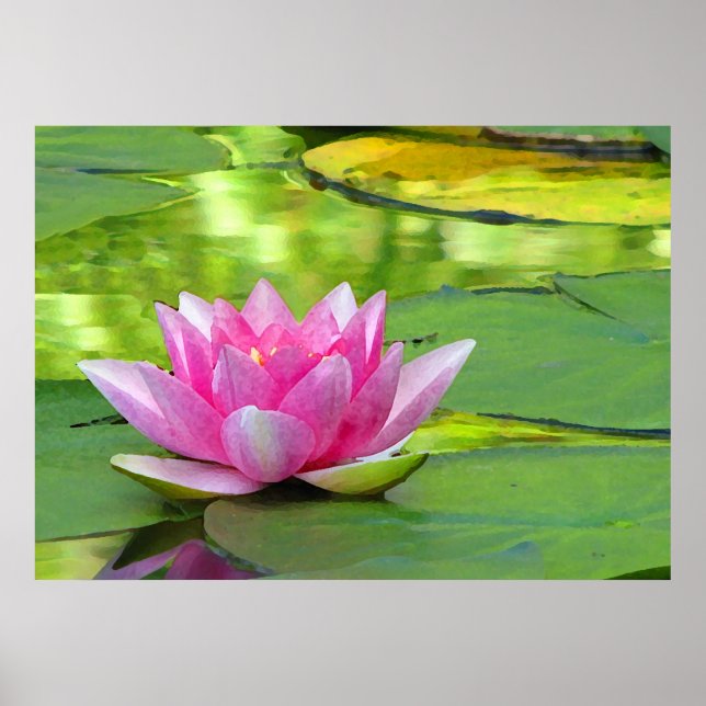 Poster Lys d'eau (Devant)
