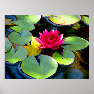 Poster Lys d'eau