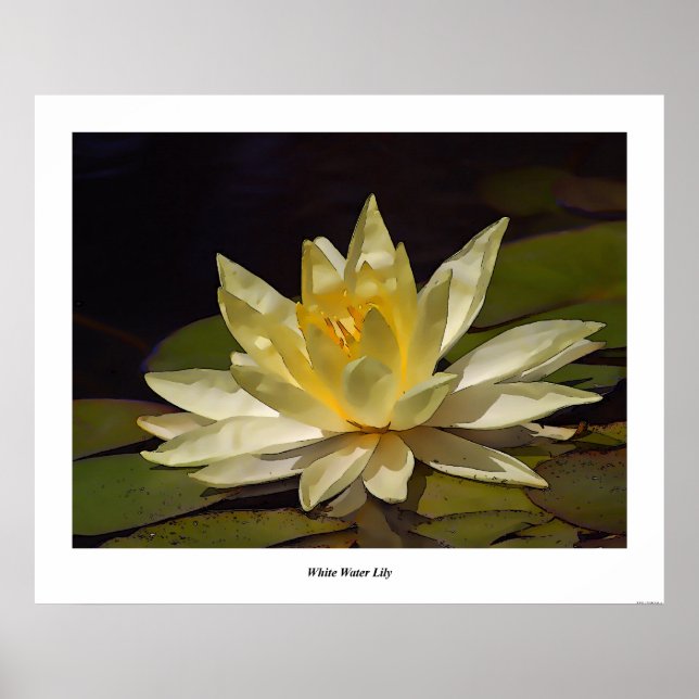 Poster Lys d'eau blanche (Devant)
