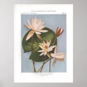 Poster Lys d'eau blanche parfumée - Castalia odorata