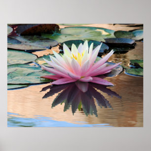 Poster Lys d'eau du soleil