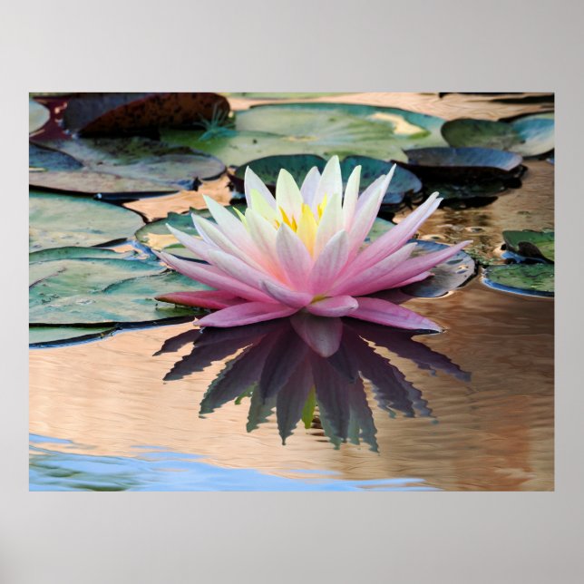 Poster Lys d'eau du soleil (Devant)