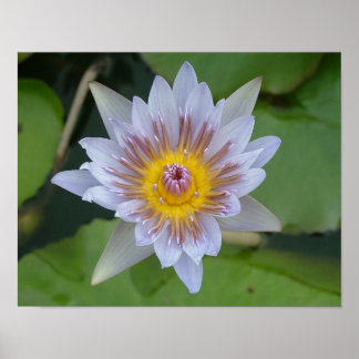 Poster Lys d'eau en fleur