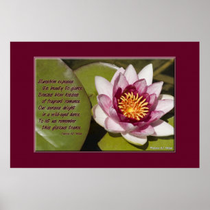 Poster Lys d'eau rose