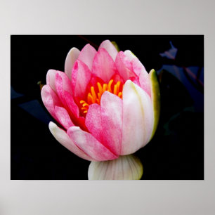 Poster Lys d'eau rose