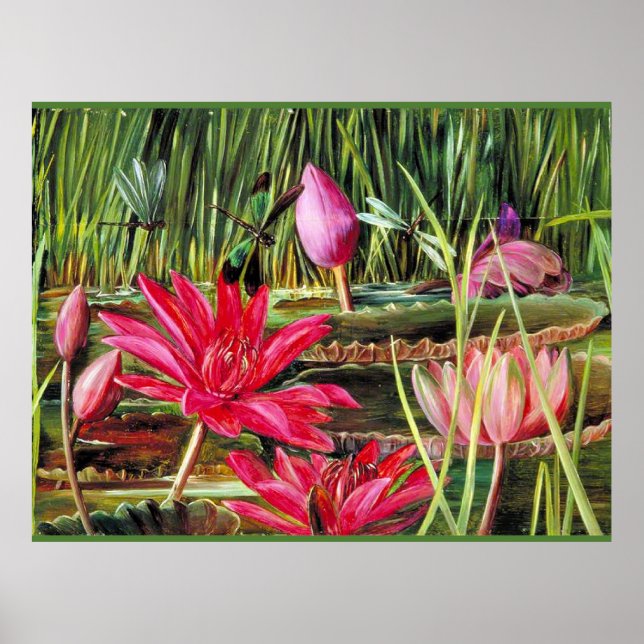 Poster Lys d'eau rouge du sud de l'Inde (Devant)