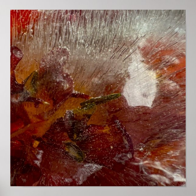 Poster Lys glacés, (Devant)