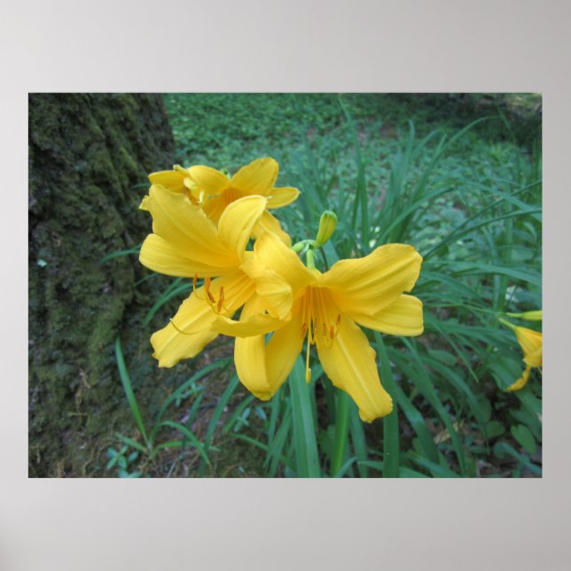 Poster Lys jaunes (Devant)